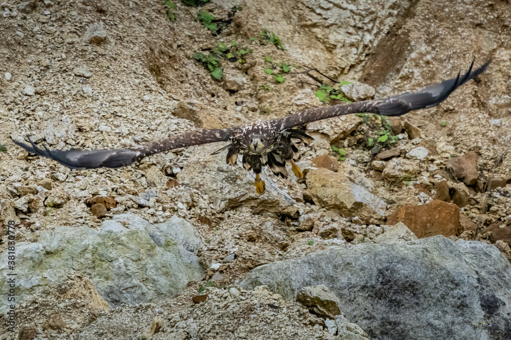 White Tailed Eagle (Haliaeetus albicilla) in flight. Also known as the ern, erne, gray eagle, Eurasian sea eagle and white-tailed sea-eagle. Wings Spread. Poland, Europe. Birds of prey. White Tailed Eagle (Haliaeetus albicilla) in flight. Also known as the ern, erne, gray eagle, Eurasian sea eagle and white-tailed sea-eagle. Wings Spread. Poland, Europe. Birds of prey.