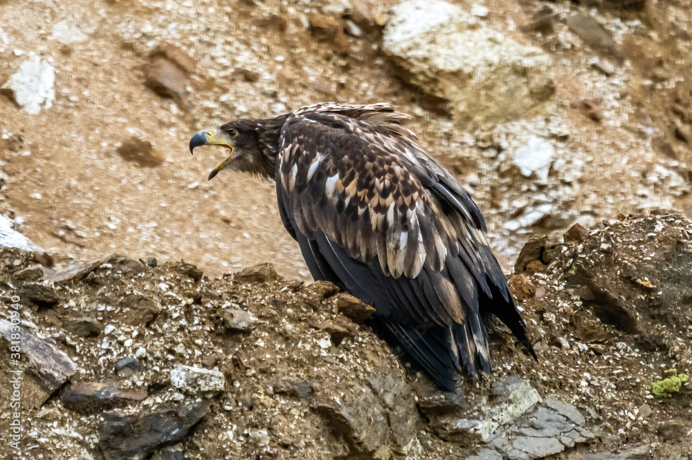 White Tailed Eagle (Haliaeetus albicilla) in flight. Also known as the ern, erne, gray eagle, Eurasian sea eagle and white-tailed sea-eagle. Wings Spread. Poland, Europe. Birds of prey.