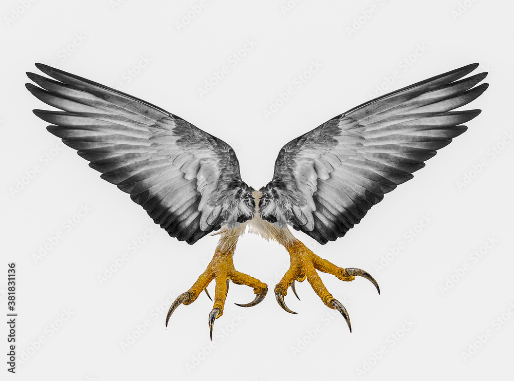 Fototapeta premium talons&wings of the eagle isolated on white background