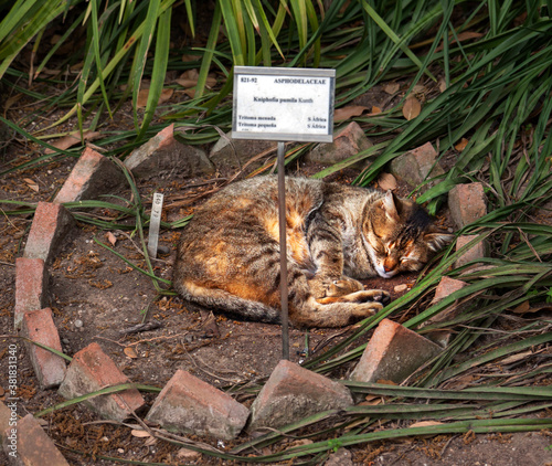 Sleeping cat in the botanical garden of Valencia, Spain photo