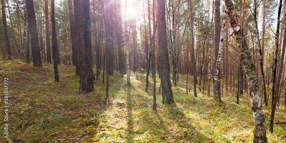 Fototapeta premium autumn pine forest illuminated by the sun at noon