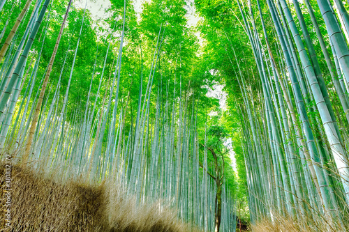 Sagano Bamboo Forest in Japan.