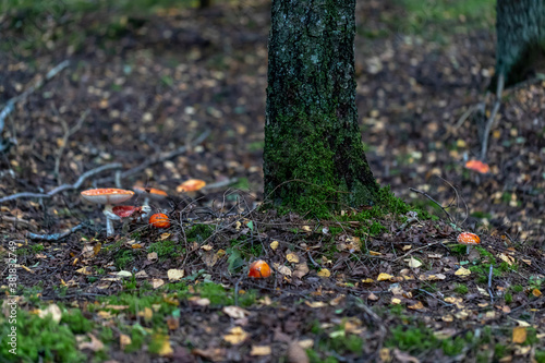 fairy ring of red fly agaric around the tree
