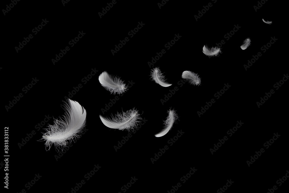 Obraz premium Feather abstract freedom concept. Soft light fluffy a white bird feathers floating in the air. Black background.