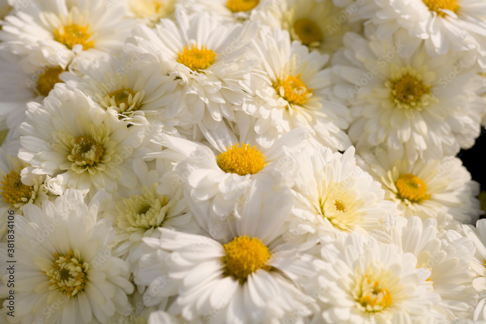 菊の花 菊の花