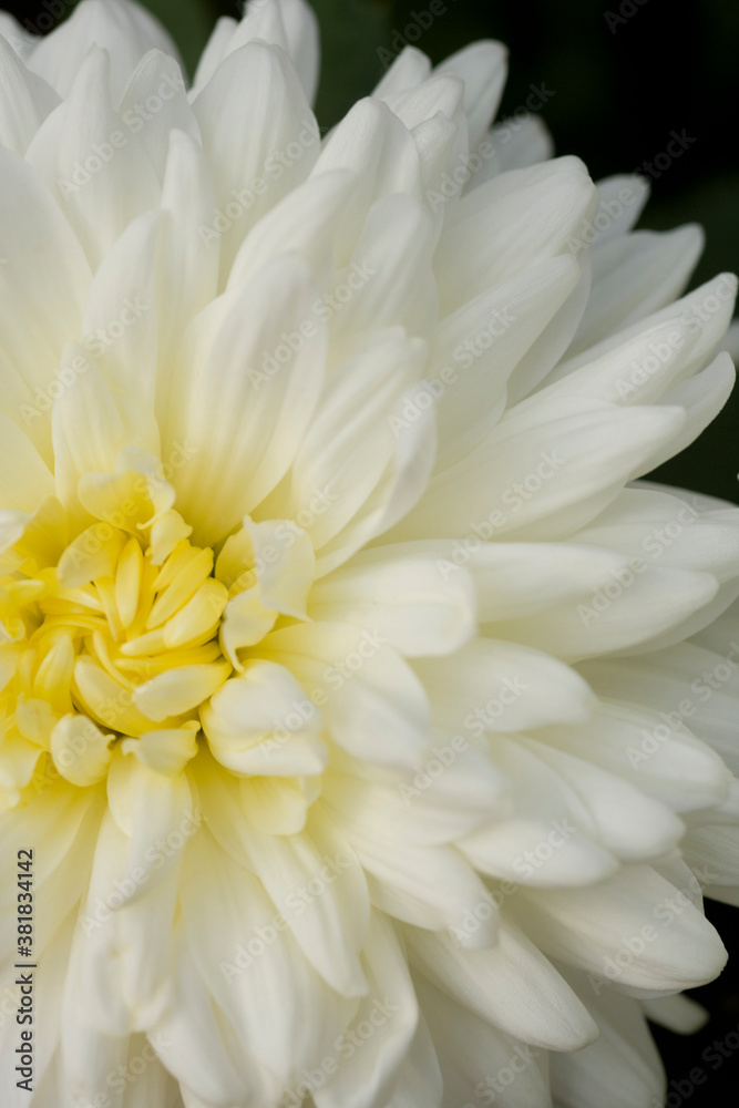 菊の花 菊の花