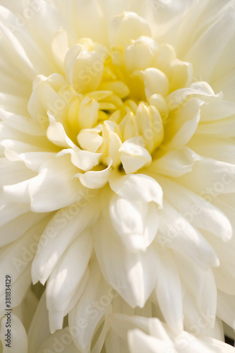 菊の花 © Paylessimages