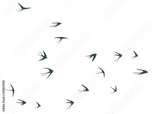 Flying swallow birds silhouettes vector illustration. Nomadic martlets flock isolated on white.  © SunwArt