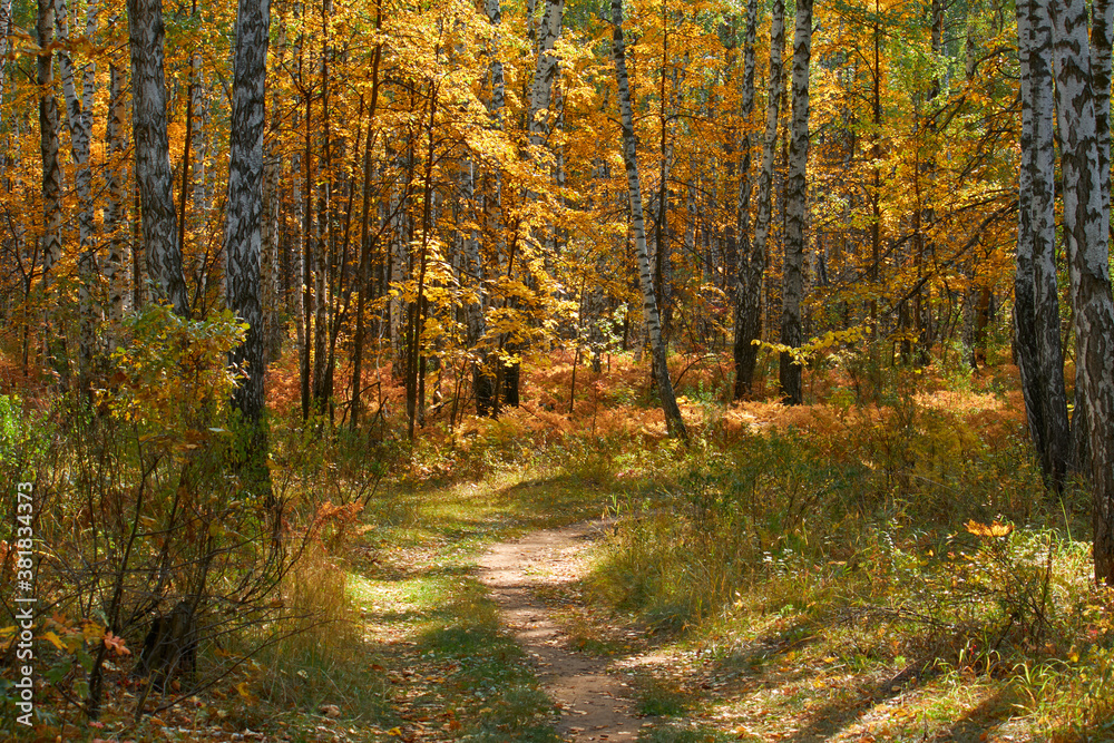 Obraz premium path in the autumn forest