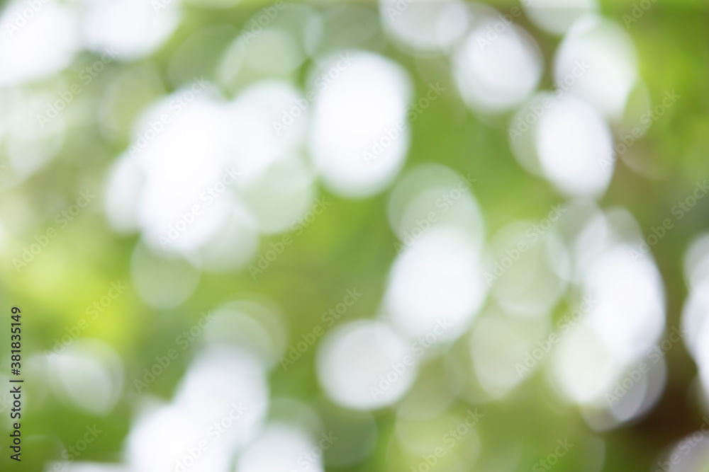Blurred natural green tree in park. Abstract blur image of green leaves. Blurred green tree for background use. Art of blurred tree. Beautiful leaves bokeh background. Blurred natural green tree in park. Abstract blur image of green leaves. Blurred green tree for background use. Art of blurred tree. Beautiful leaves bokeh background.