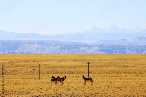 Tibetan landscape travel