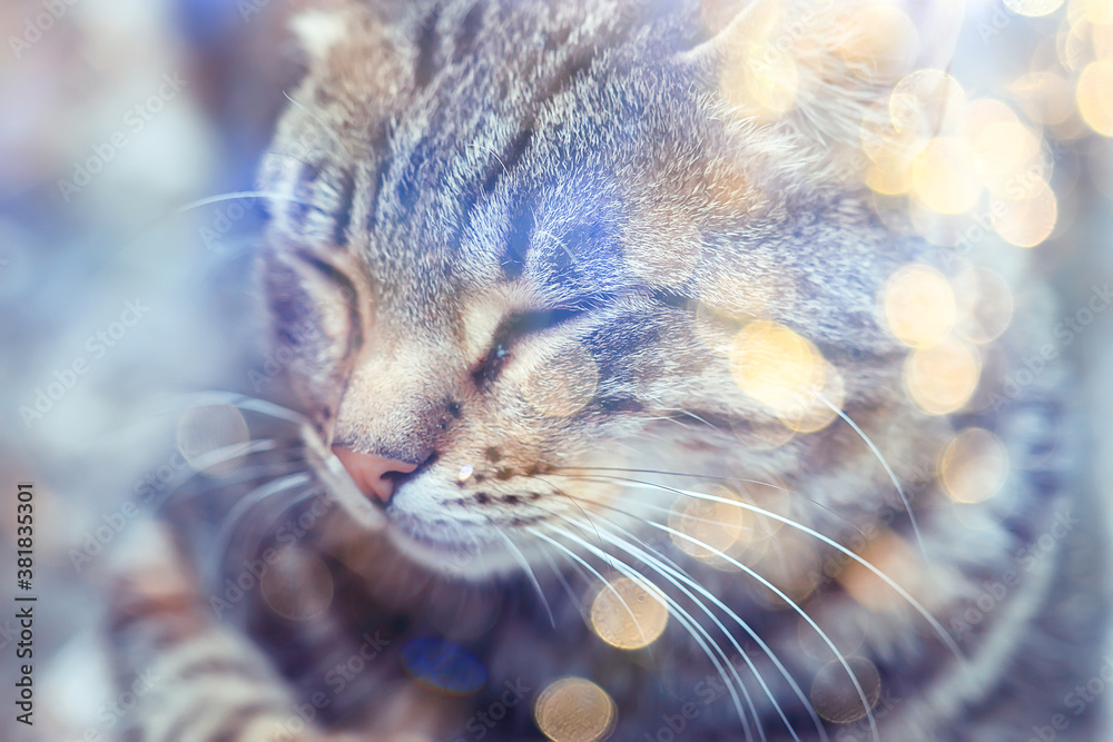 sun cat spring, spring portrait of a cute domestic cat sun cat spring, spring portrait of a cute domestic cat