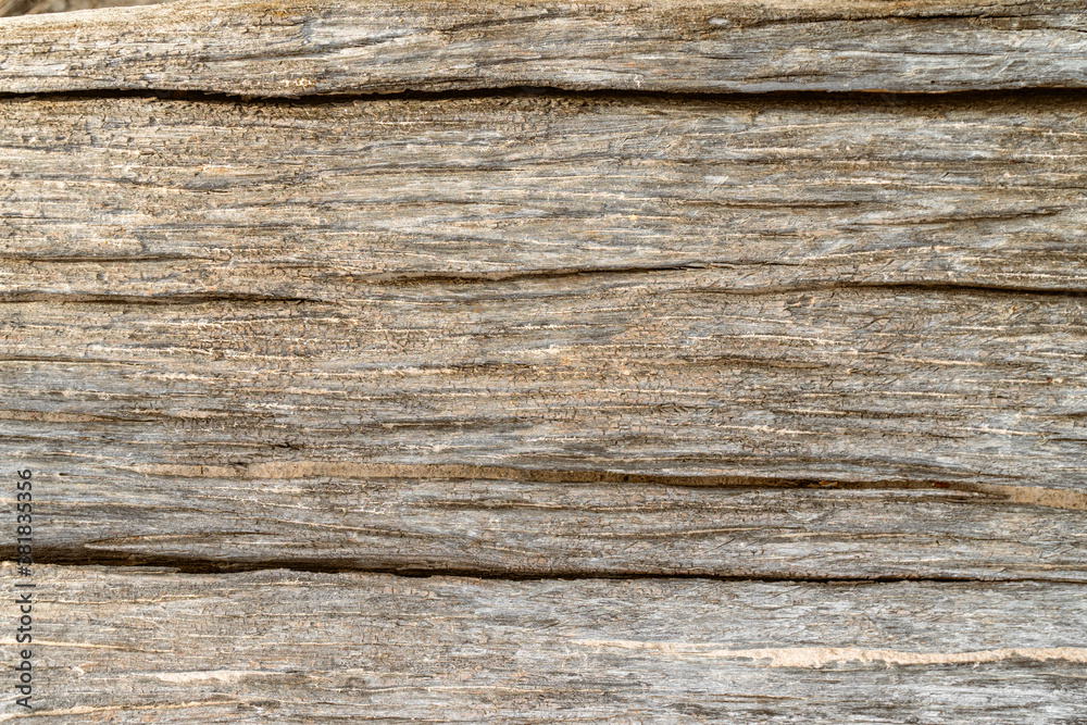 Dirty old blank brown bark texture wood plate with copy space. Tree surface texture.