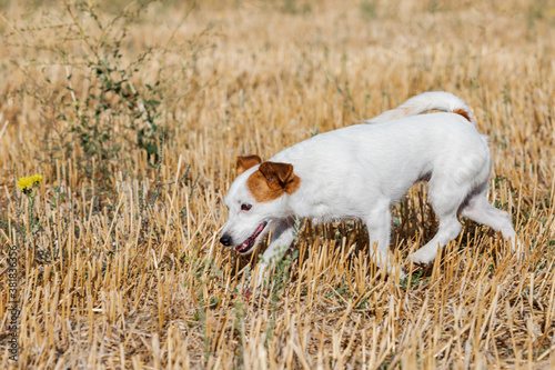 white dog with brown ears of the Jack Russell terrier breed, in the middle of a field