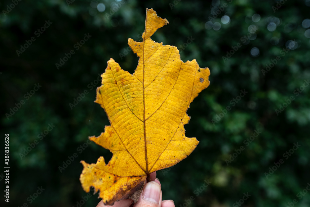 Falling Leaves - Yellow leaves with rain drops.