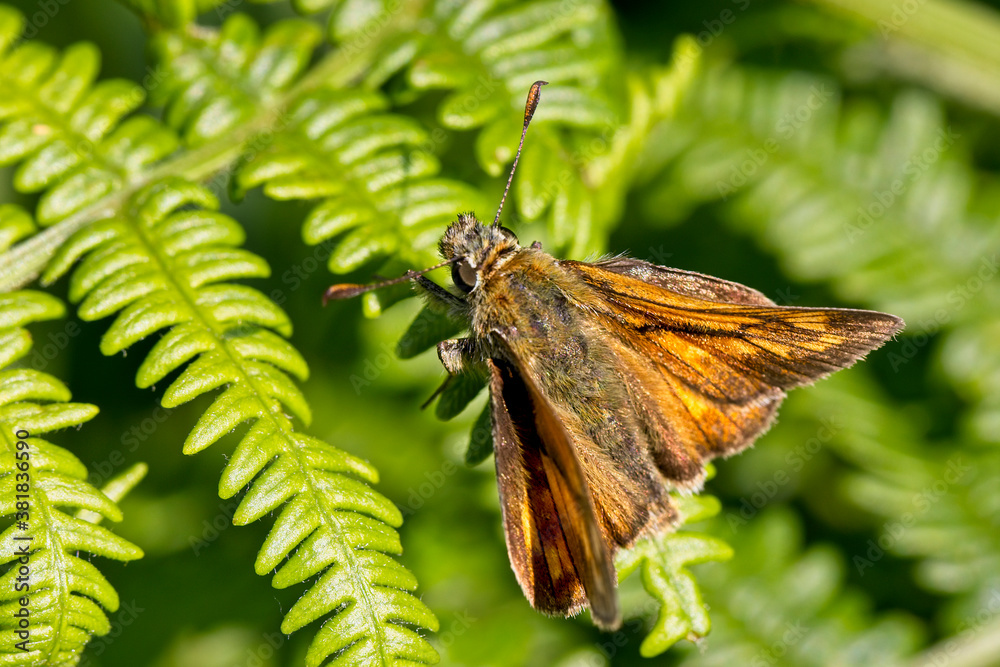 Large Skipper butterfly (Ochlodes sylvanus) resting on Bracken in the sun, Cornwall, England, UK. Large Skipper butterfly (Ochlodes sylvanus) resting on Bracken in the sun, Cornwall, England, UK.