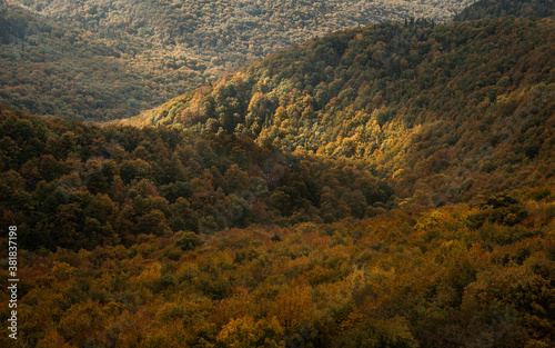 Beech forest in autumn. Golden leaves of the wild woods (Carpathian, Bieszczady mountains). A magical place in a magical season. Golden, colorful trees in the morning sun. © To Studio