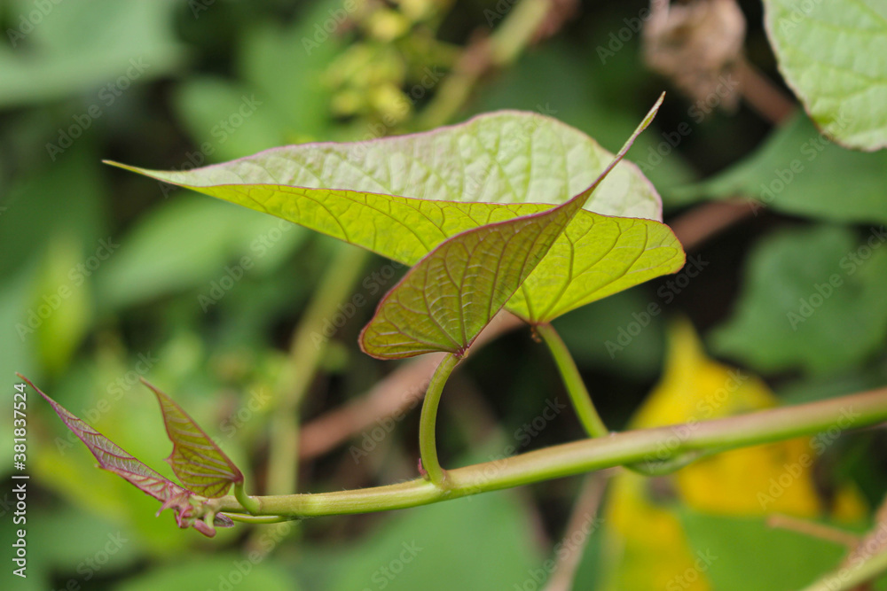 Plant and leaves of Sweet potato, purple potato leaves farming Plant and leaves of Sweet potato, purple potato leaves farming