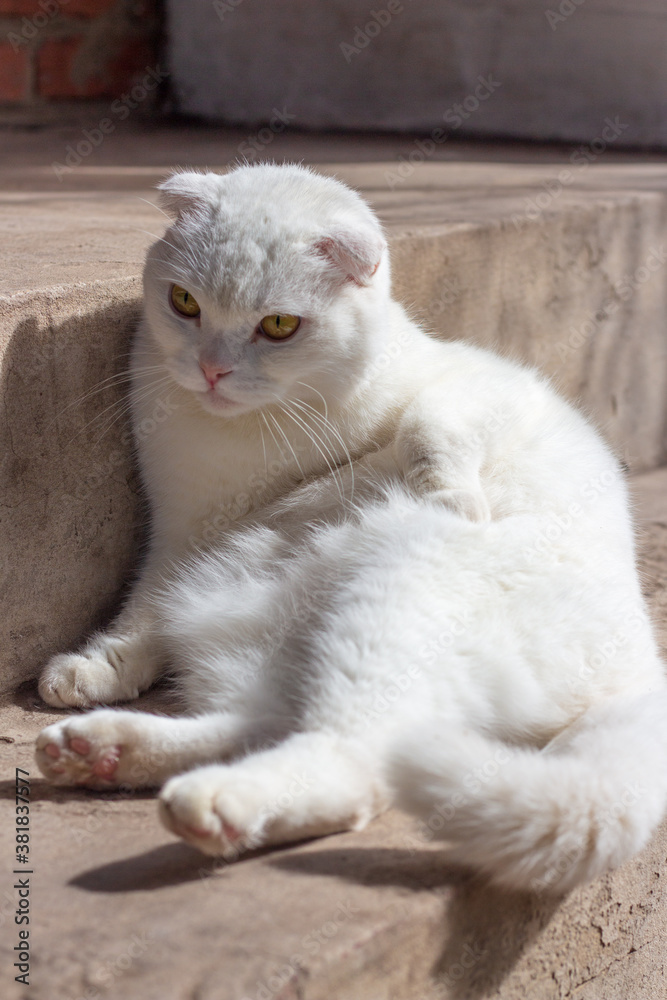 white Scottish fold domestic cat lies in the sun on the steps in front of the house
