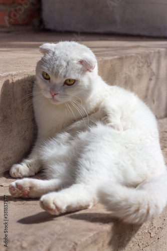 white Scottish fold domestic cat lies in the sun on the steps in front of the house