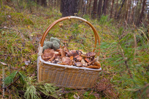 a wicker basket with wild mushrooms stands on the ground surrounded by moss and forest branches