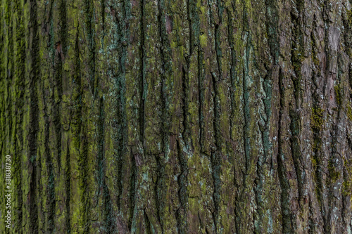 Pine tree trunk  vertical textured relief rough bark with light green and turquoise moss  lichen