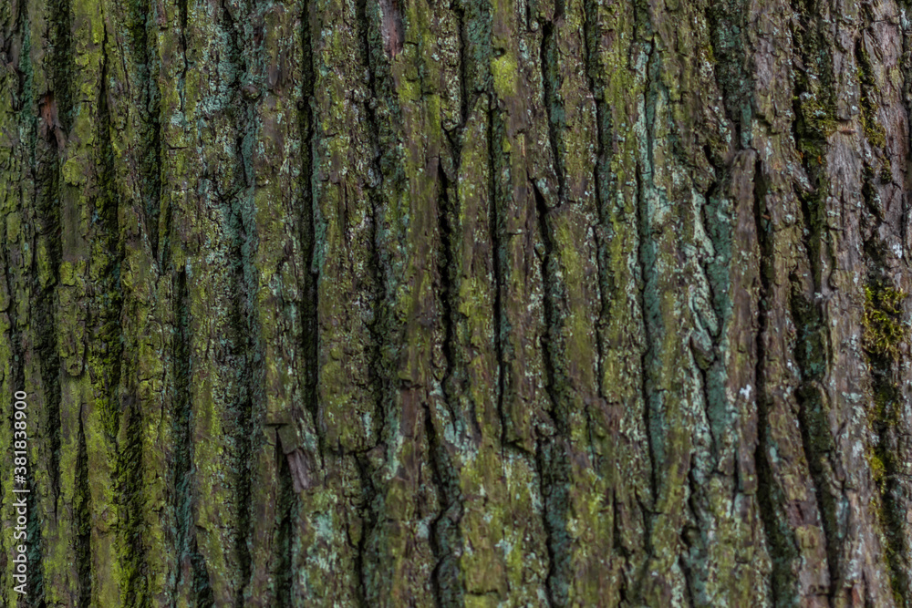 Close up textured relief rough bark with green and turquoise moss, lichen. Pine tree trunk Close up textured relief rough bark with green and turquoise moss, lichen. Pine tree trunk