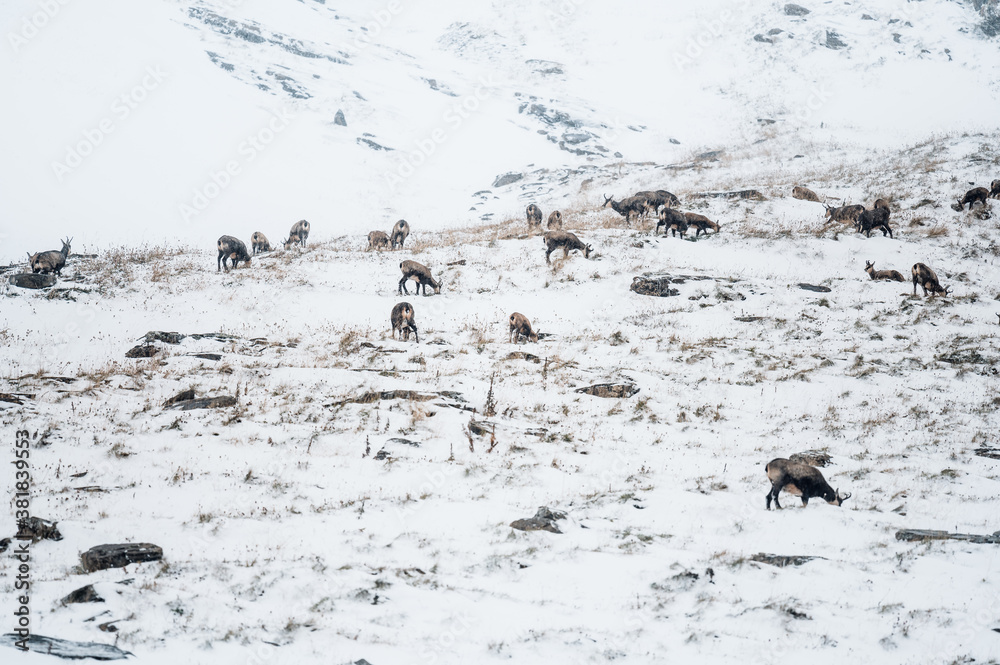 Fototapeta premium herd of chamois in snow blizzard in Grindelwald