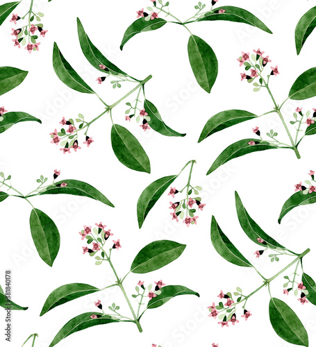 Hand drawn sandalwood branch with leaves and flowers isolated on white background. Watercolor seamless pattern on white background. For wrapping  fabric  wallpaper. Herbal medicine and aroma therapy