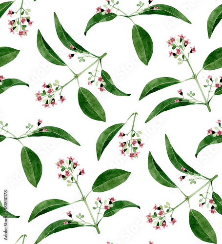 Hand drawn sandalwood branch with leaves and flowers isolated on white background. Watercolor seamless pattern on white background. For wrapping, fabric, wallpaper. Herbal medicine and aroma therapy
