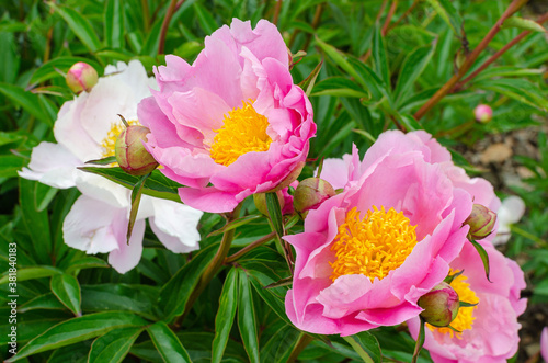 Beautiful japanese light pink peony with yellow middle. Paeonia 
