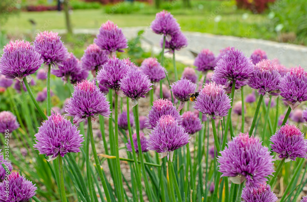 Allium schoenoprasum Allium schoenoprasum