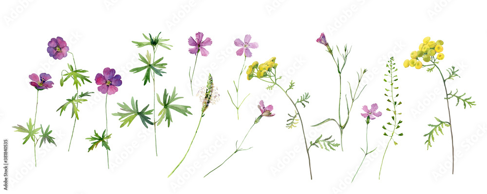 Set of watercolor wild flowers of tansy, geranium and carnation