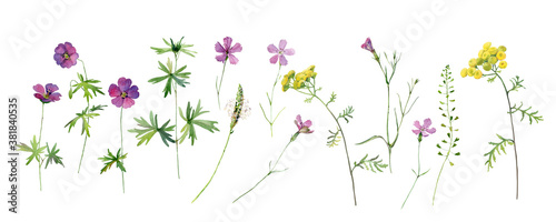Set of watercolor wild flowers of tansy, geranium and carnation