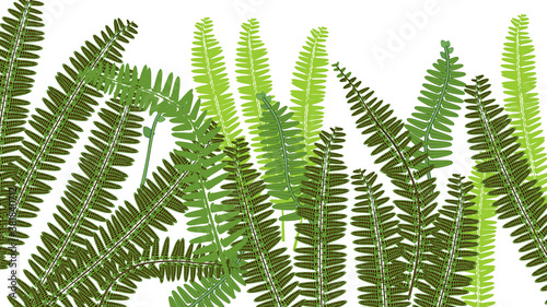 Background with green fern leaves isolated on white