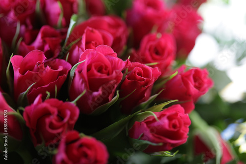 bouquet of pink roses