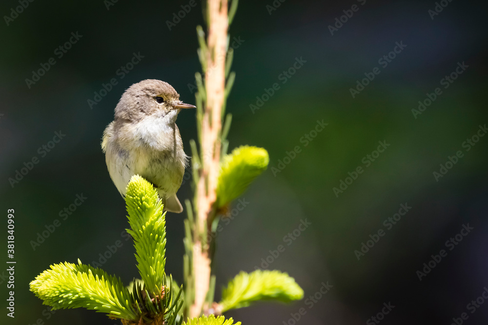 Obraz premium Zilpzalp oder Weidenlaubsänger - Phylloscopus collybita