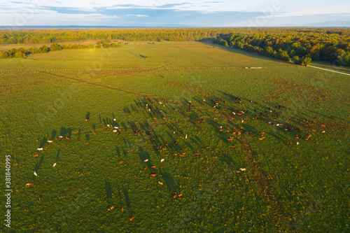 Aerial view of the pasture with horses with long shadows in earlz morning, Odransko polje, Croatia photo