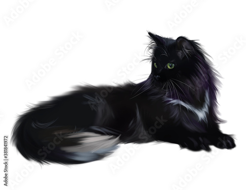 Fluffy black cat with green eyes