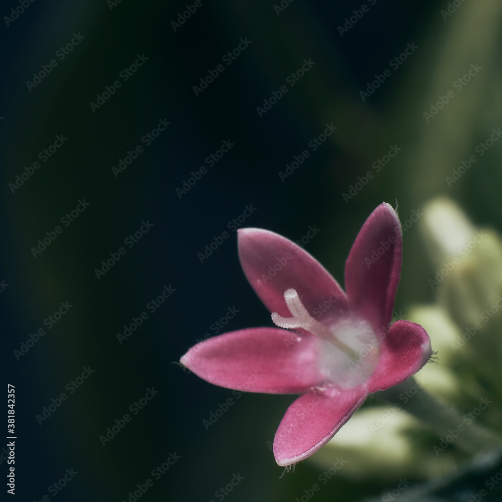 Pink flower on black background Pink flower on black background