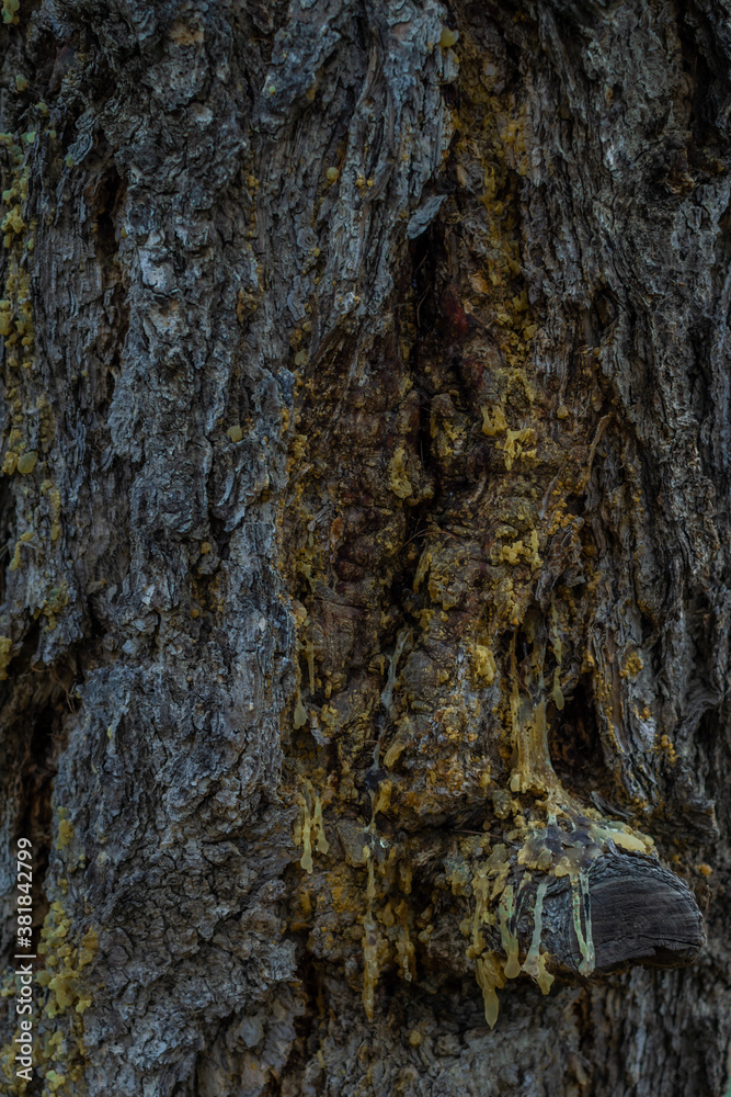 Thick yellow resin flows from textured dry rough bark of old relief coniferous tree on Lake Baikal Thick yellow resin flows from textured dry rough bark of old relief coniferous tree on Lake Baikal