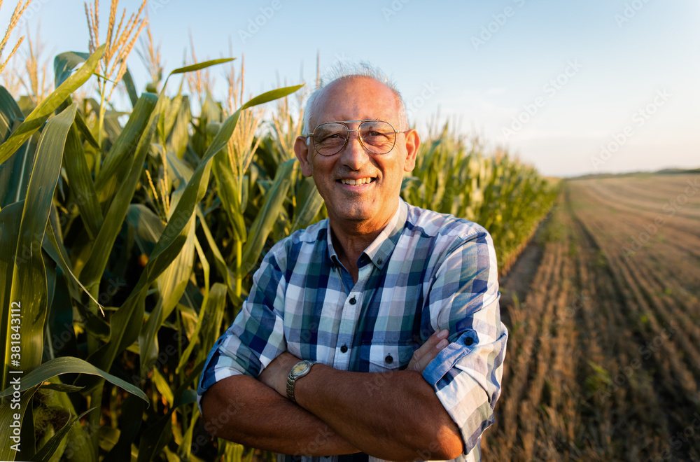 Fototapeta premium Portrait of senior farmer standing in corn field examining crop at sunset.