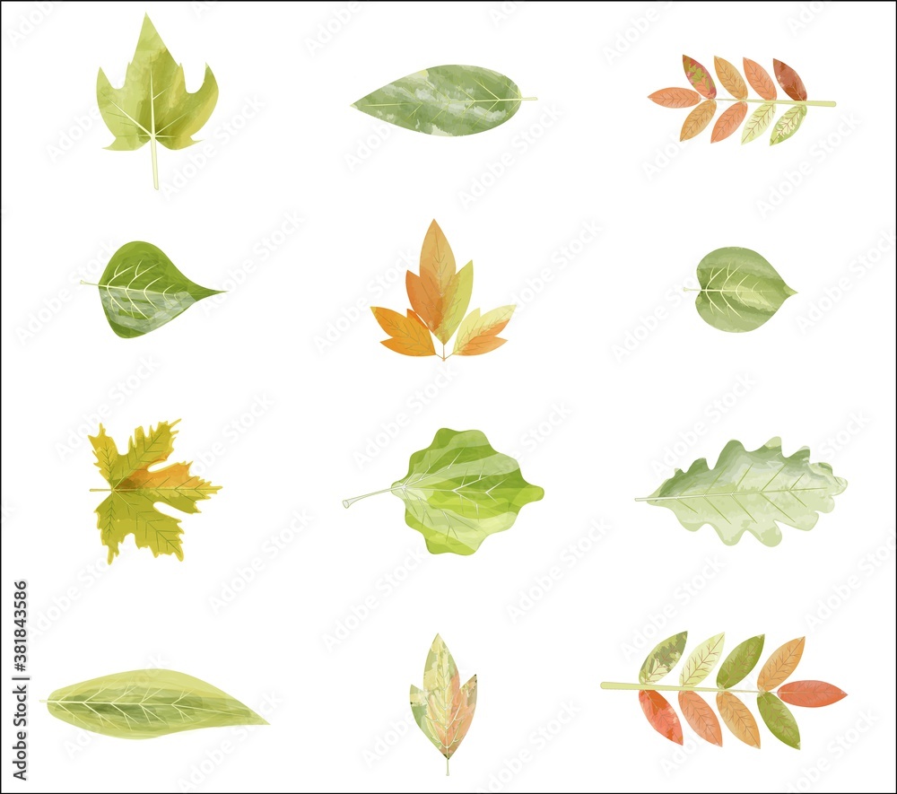 Autumn leaves or fall foliage icons. Vector isolated set of maple, oak or birch and rowan tree leaf.