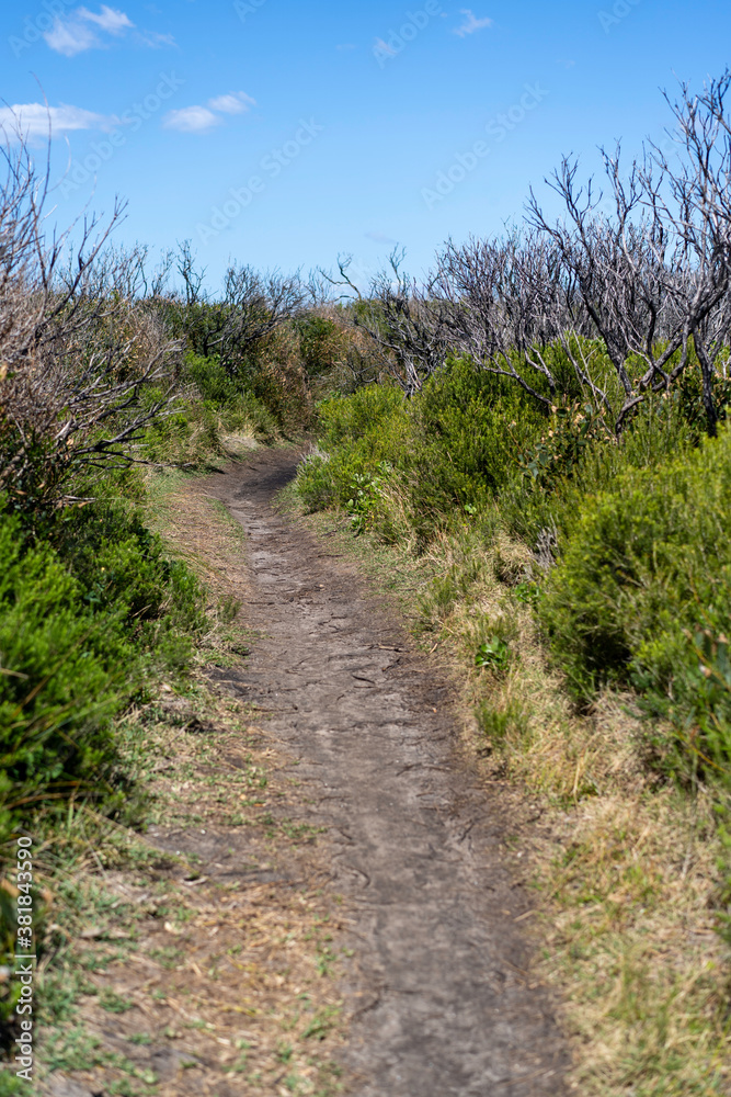 dirt walking trail with green bushes on each side of track on a sunny day dirt walking trail with green bushes on each side of track on a sunny day