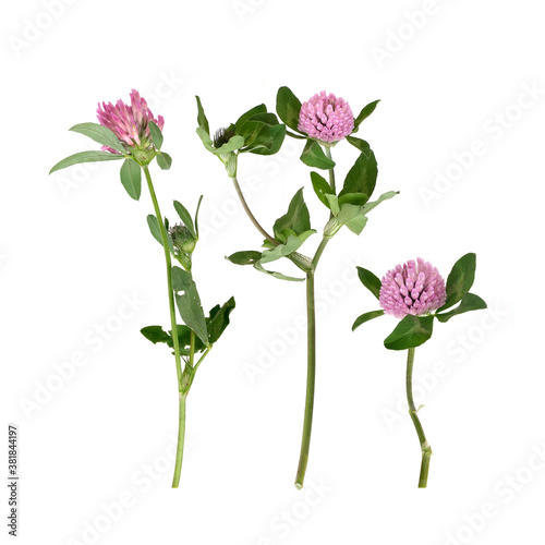 Pink clover flower on a white background