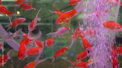 Diversity of tropical fishes in exotic decorative aquarium. Assortment in chatuchak fish market pet shops. Close up of colorful pets displayed on stalls. Variety for sale on counter, trading on bazaar