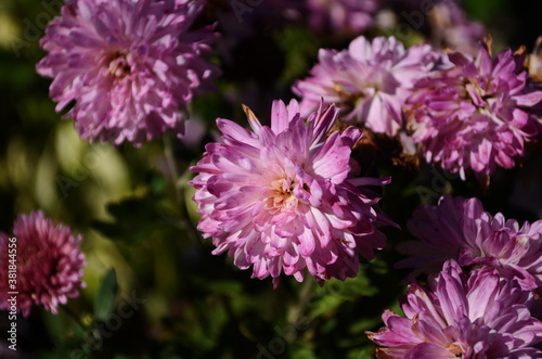 Pink chrysanthemum plant on green. Chrysanthemums annuals flowers branch for background or greeting card.