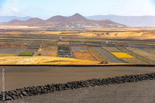 Dry volcanic ccultivated fields Lanzarote island Spain.