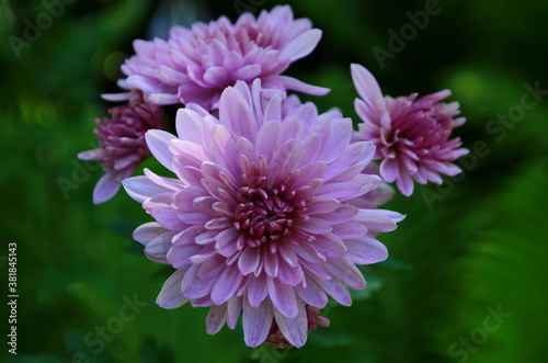 Pink chrysanthemum plant on green. Chrysanthemums annuals flowers branch for background or greeting card.