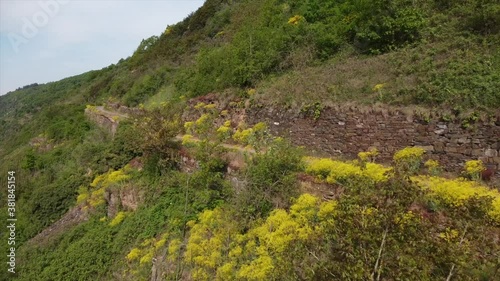 Färberwaid blüht am Apolloweg Valwig im Moseltal im Frühling photo